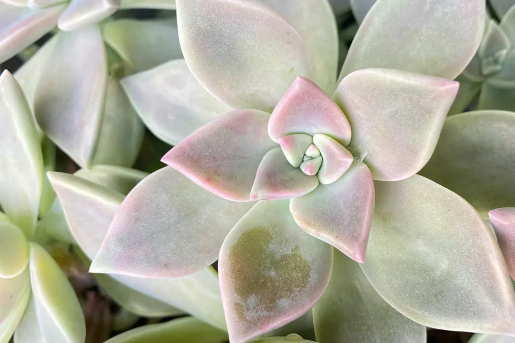 Echeveria