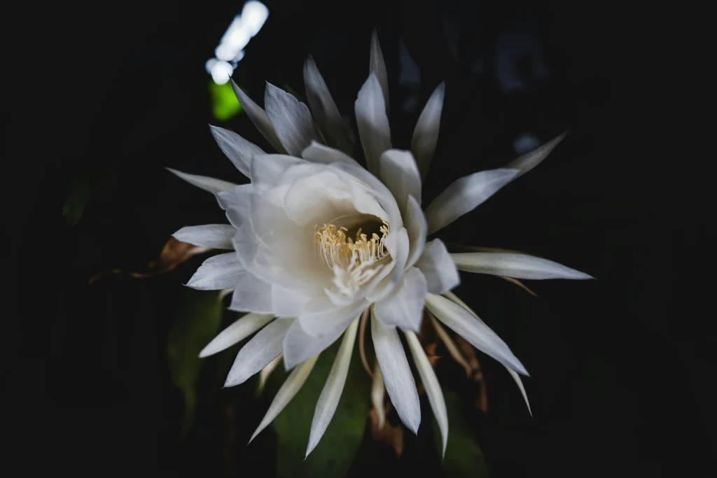 Epiphyllum