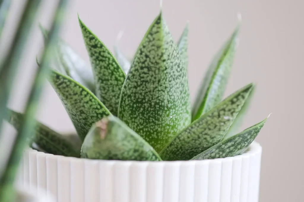 Gasteria