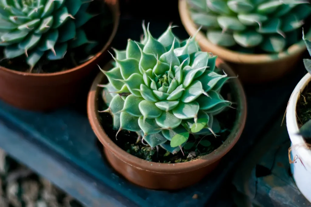 Graptopetalum