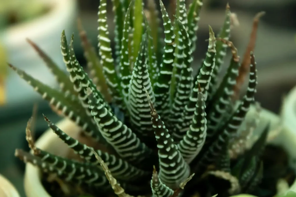 Haworthia