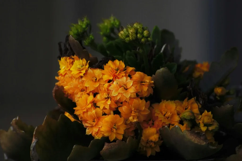 Kalanchoe