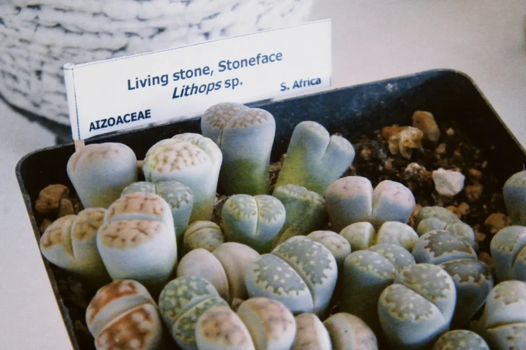 Lithops