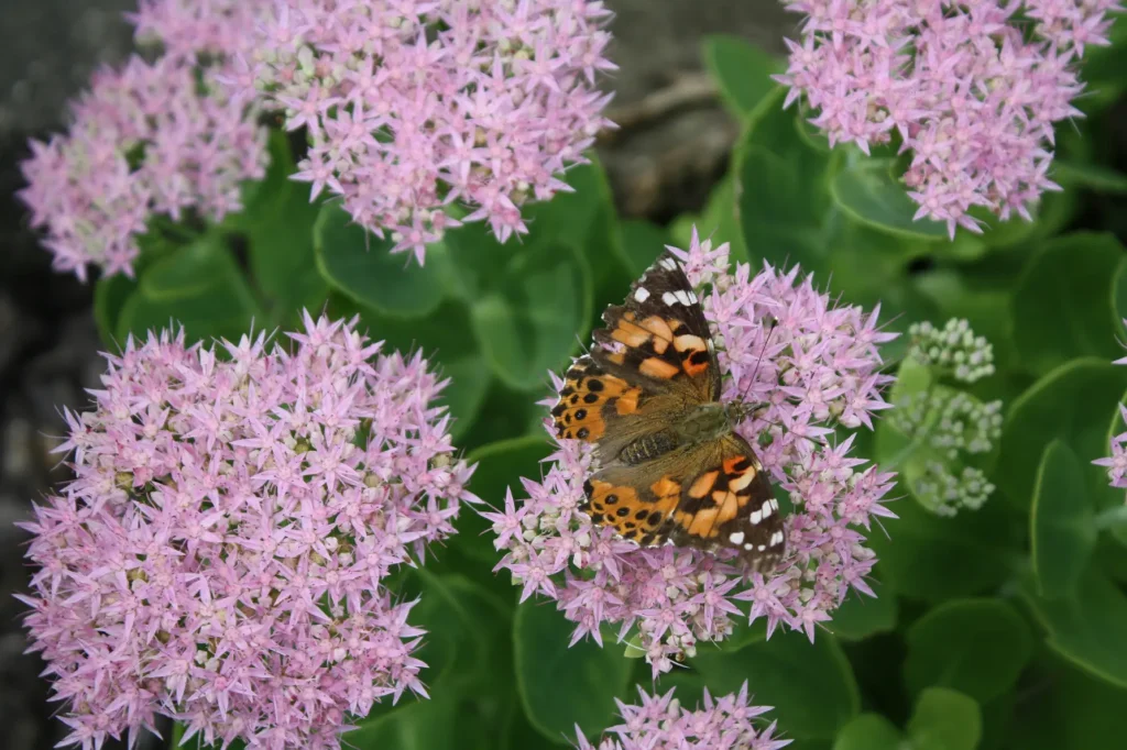 Sedum Fetthenne