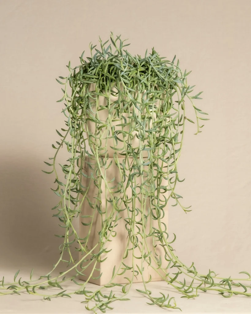 Senecio Radicans