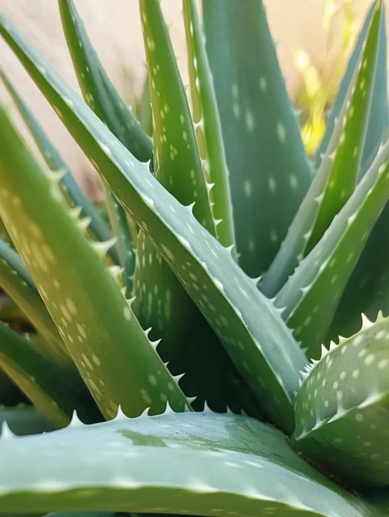 Aloe Vera