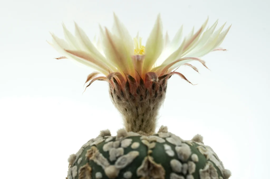 Astrophytum myriostigma