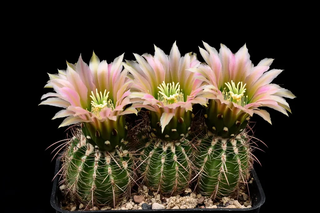 Echinocereus viridiflorus