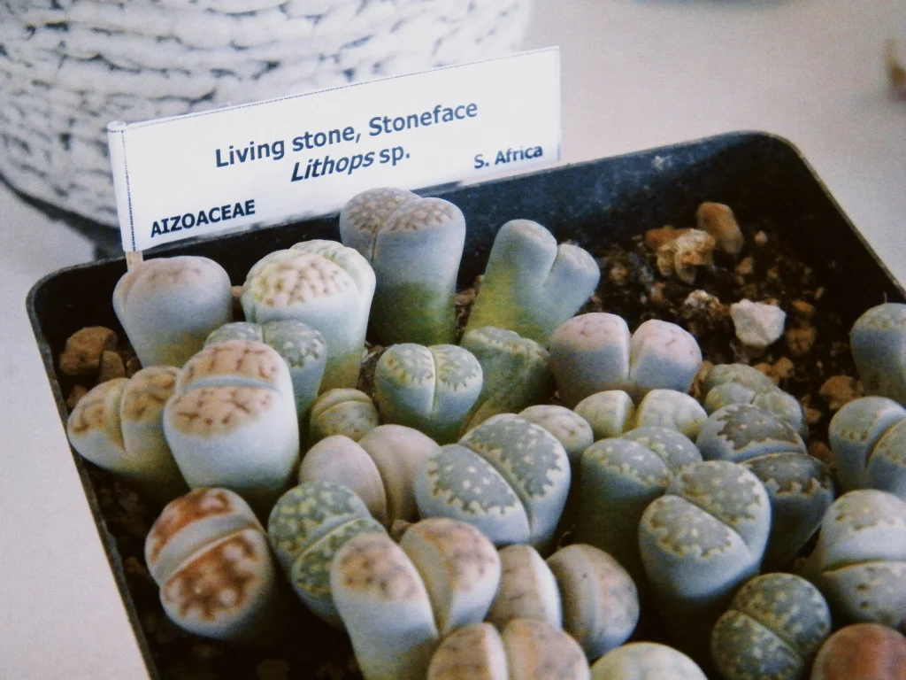 Lithops