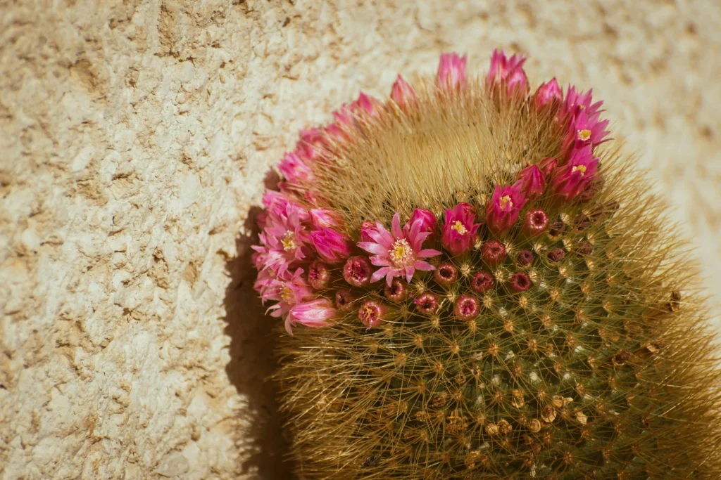 Mammillaria prolifera