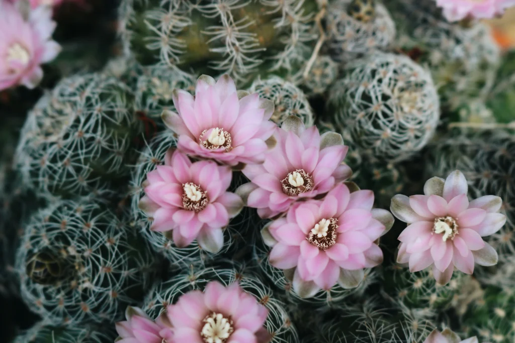 Mammillaria Zeilmanniana blühend