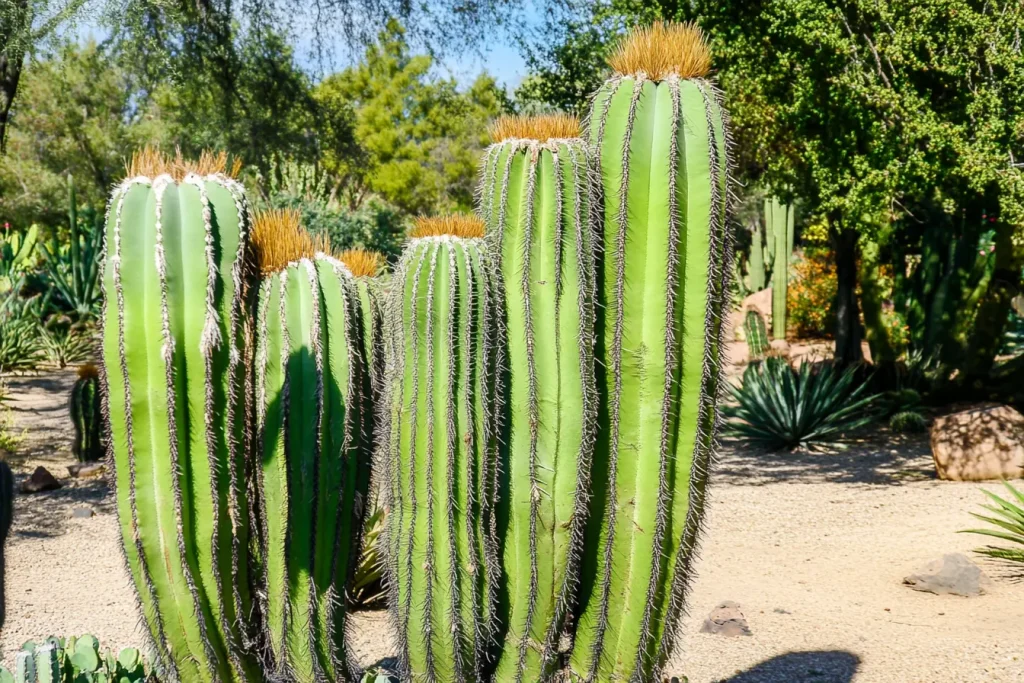 Pachycereus Pringlei