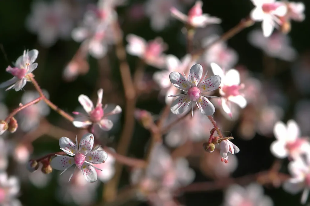 Porzelanblümchen