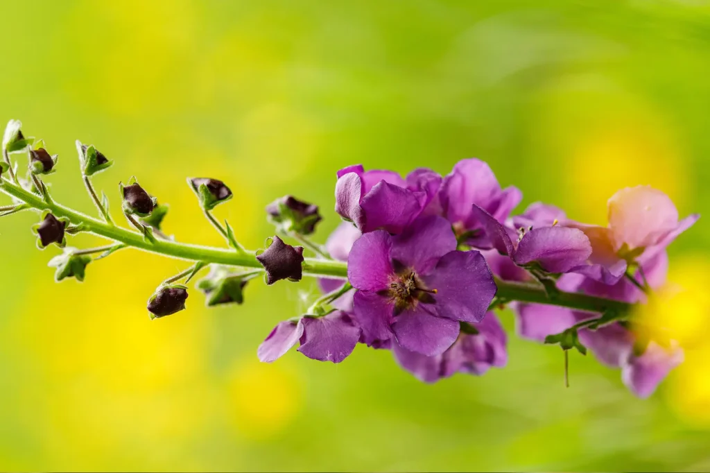 Verbascum