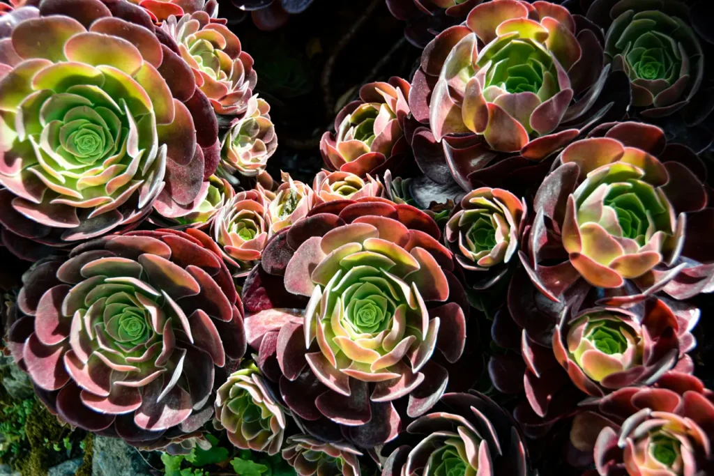 Aeonium