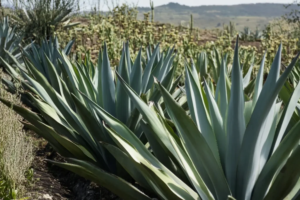 Agave für Agavenzucker