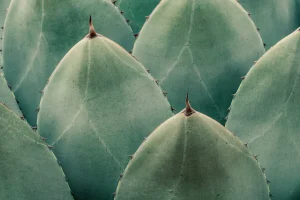 Agave