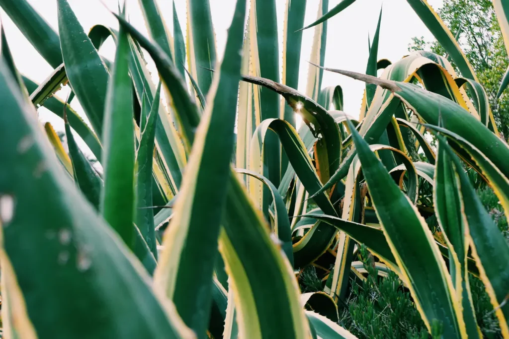 Agave Americana