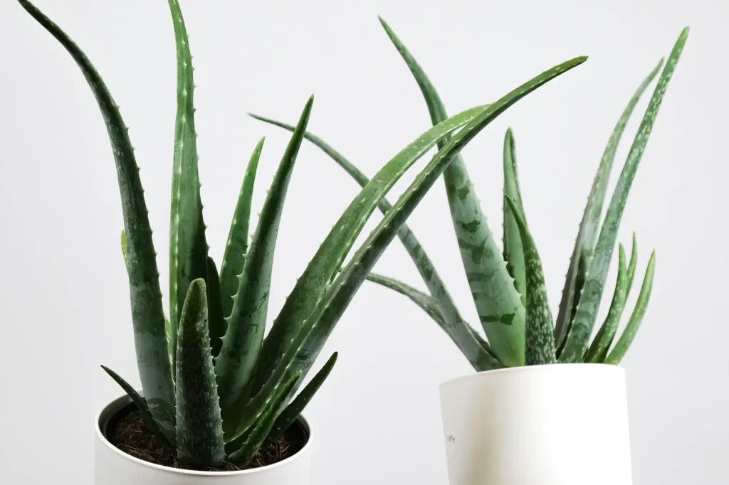 Aloe Vera