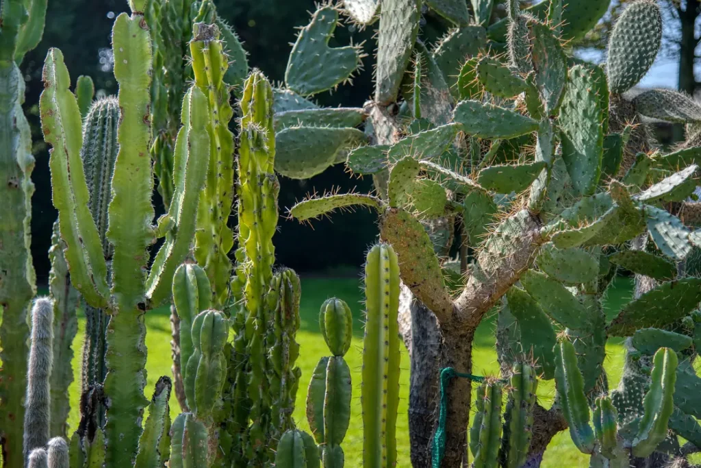 Cactaceae