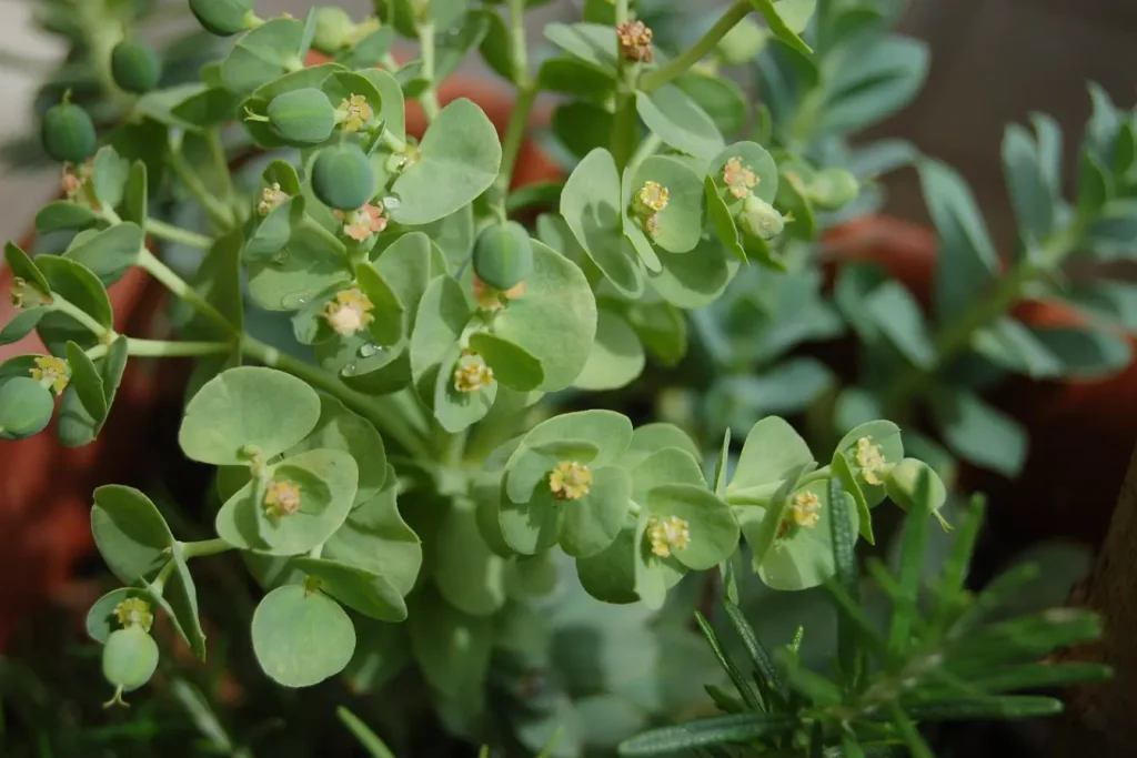 Euphorbia