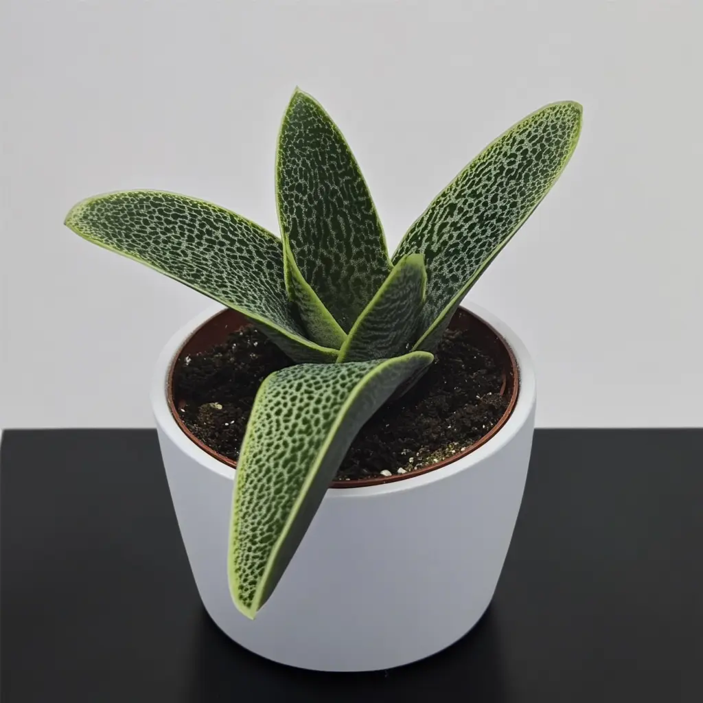 Gasteria Dragon Skin