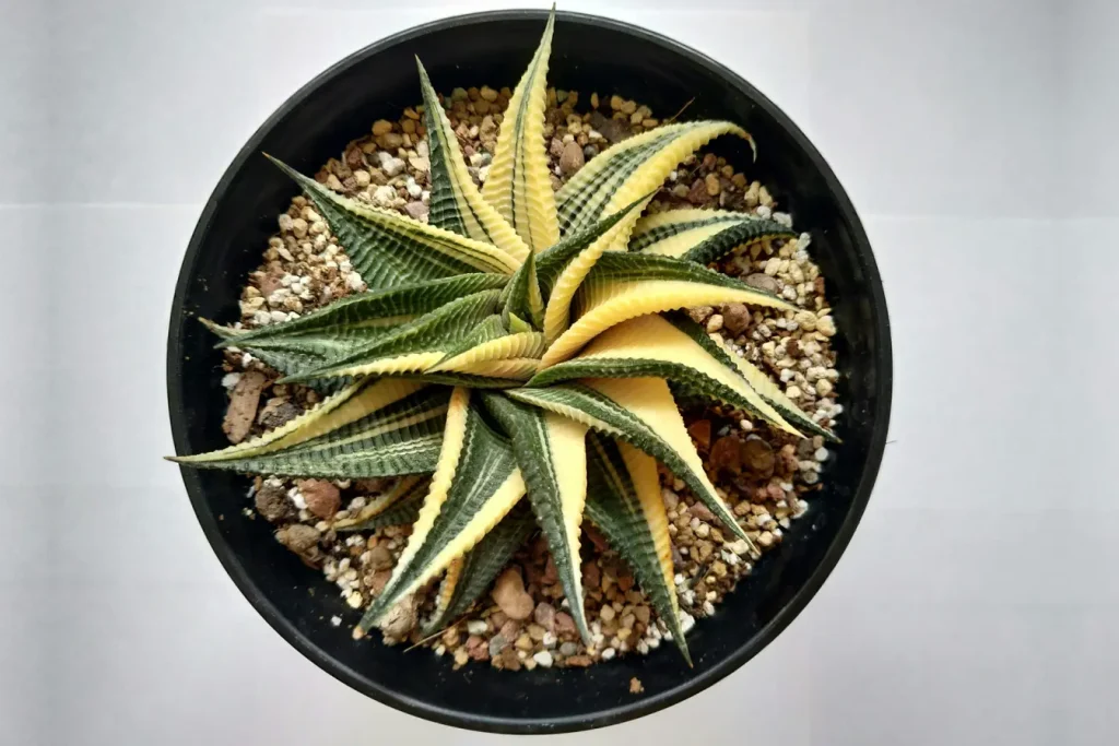 Haworthia