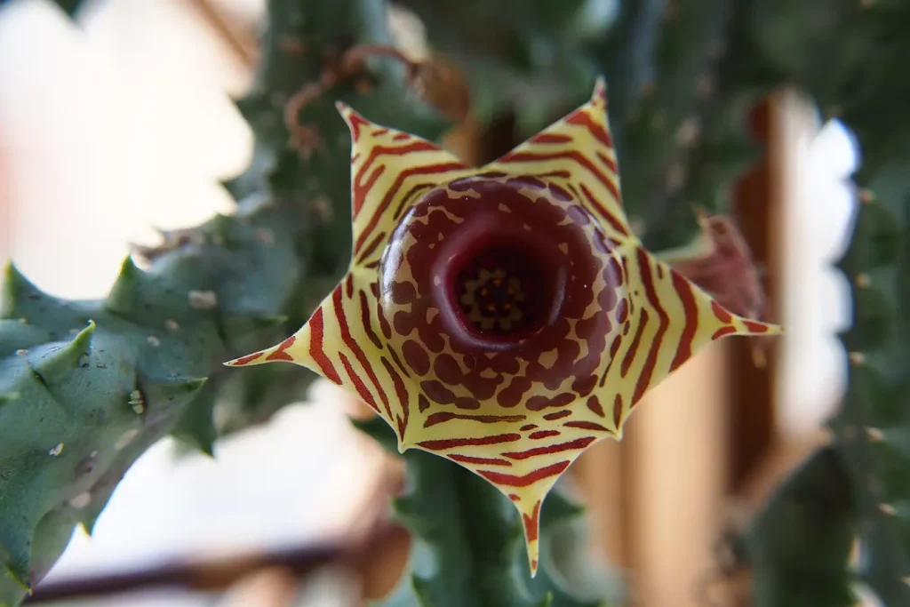 Huernia zebrina