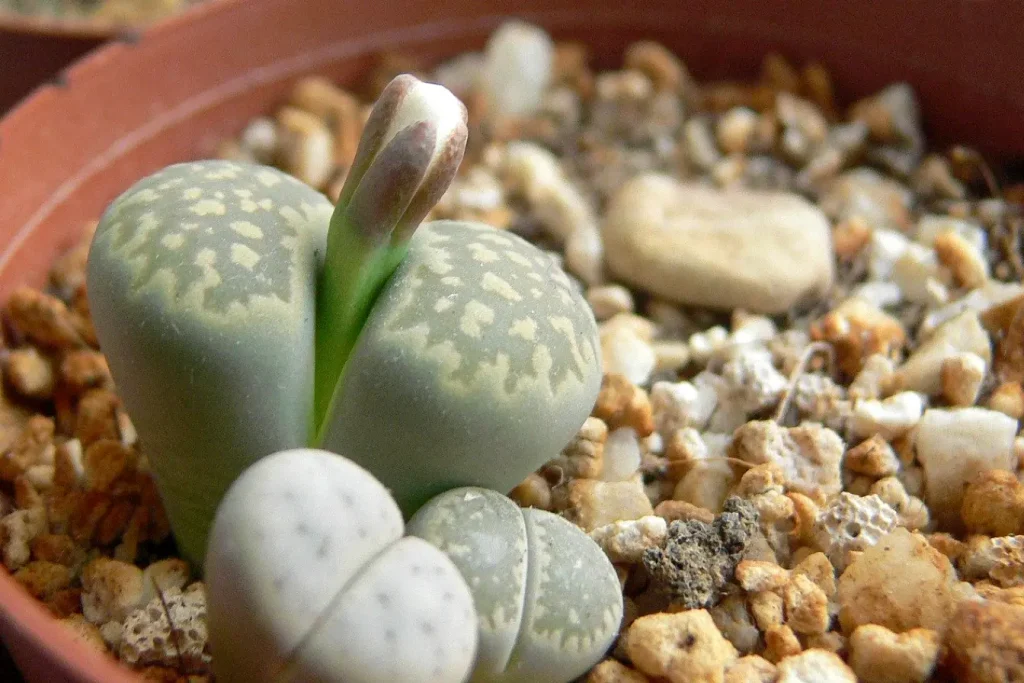 Lithops