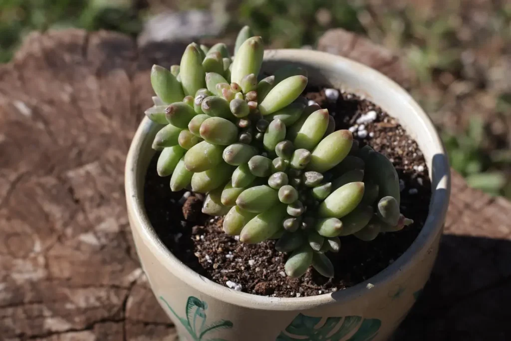 Pachyphytum Oviferum