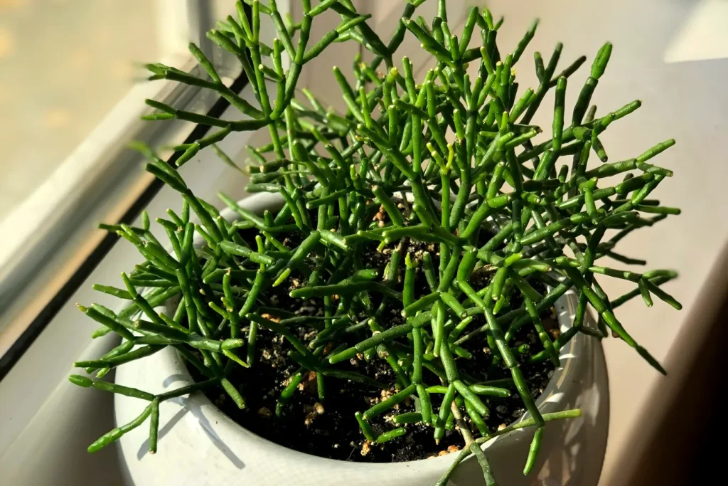 Rhipsalis