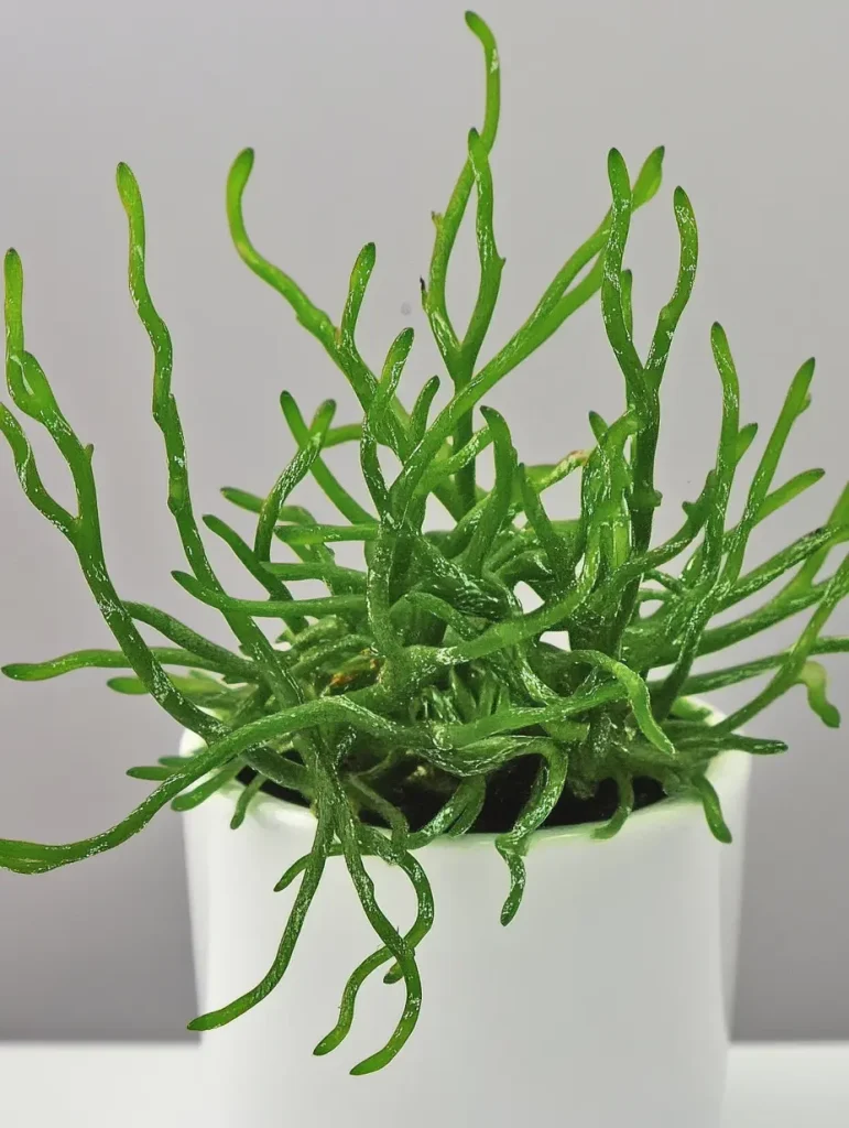 Rhipsalis Cereuscula