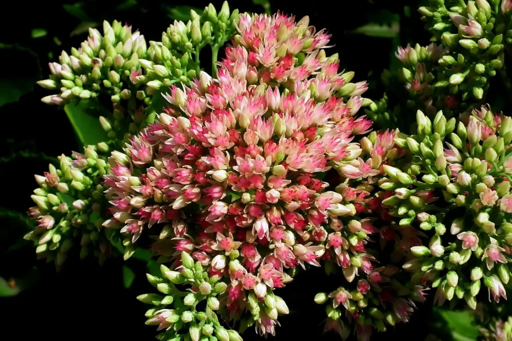 Sedum