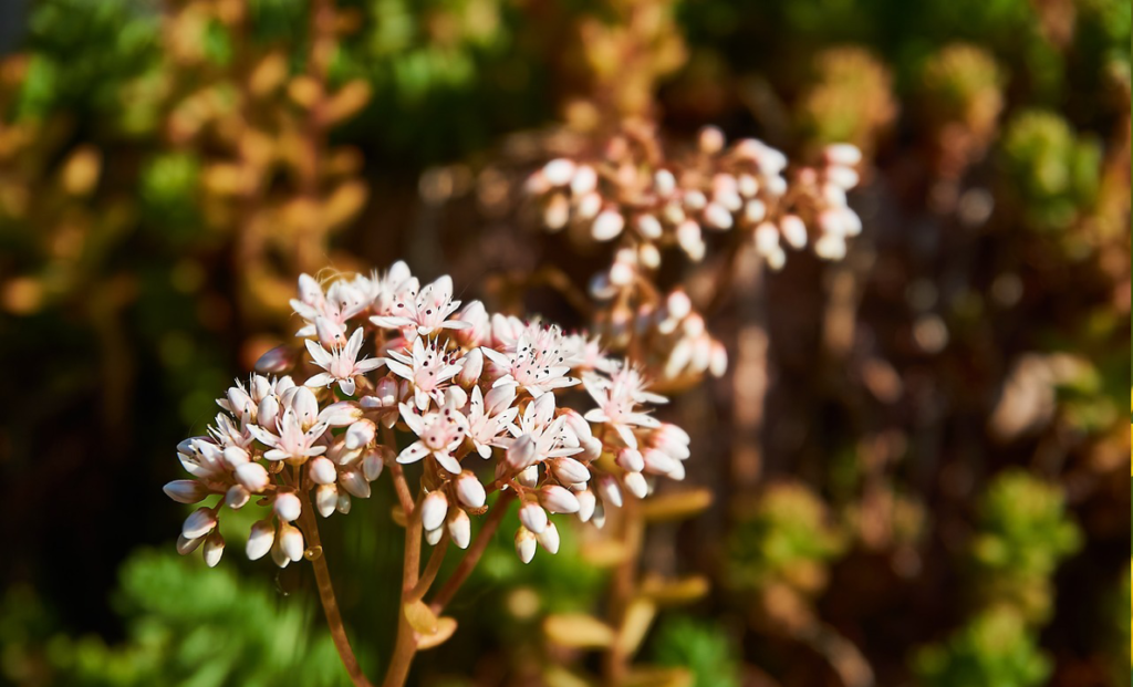 Sedum Album