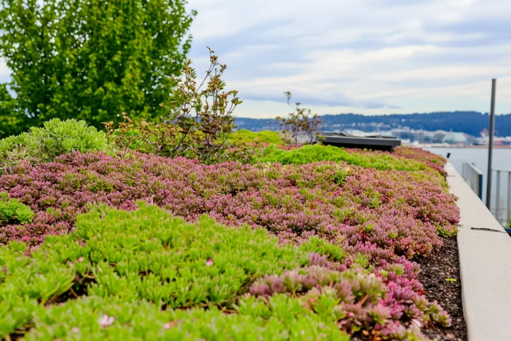 Sukkulente Dachbegrünung mit Sedum