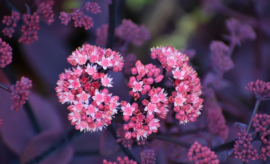 Sedum Spectabile