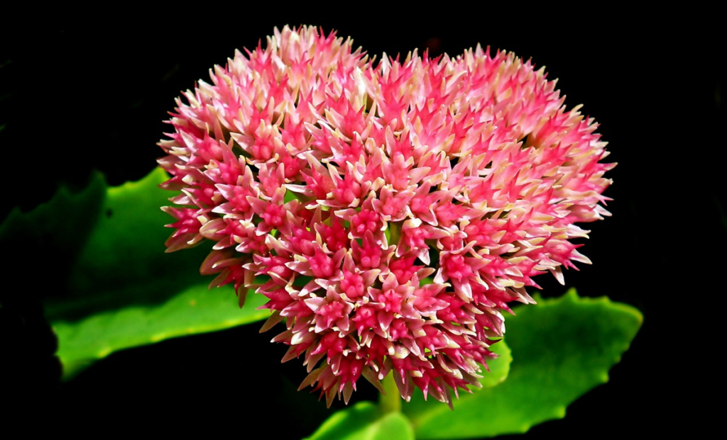 Sedum Spurium