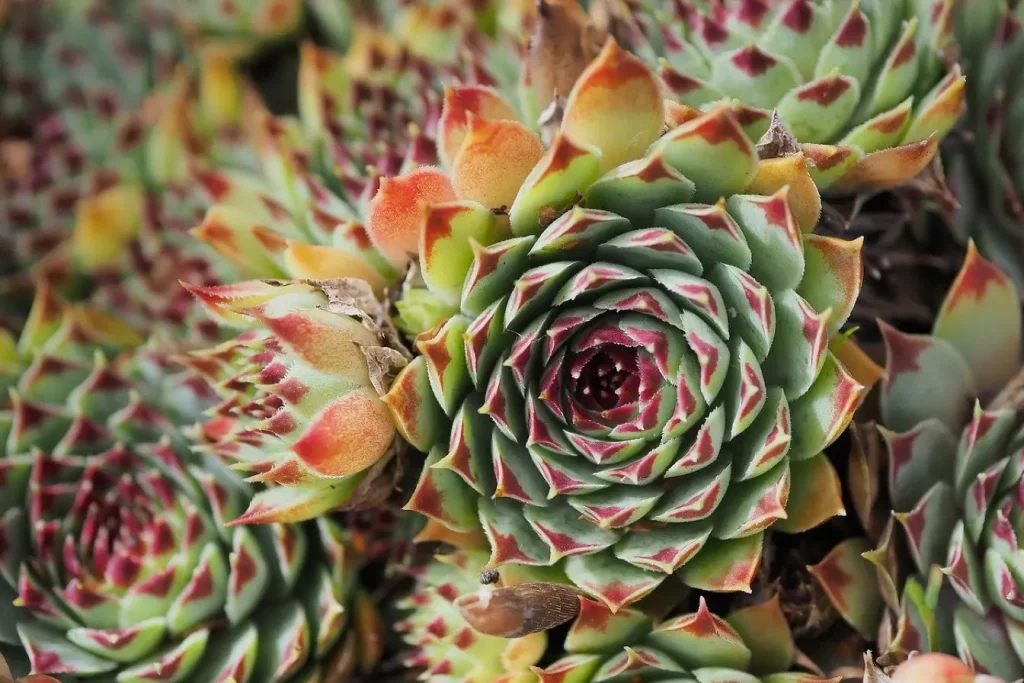 Sempervivum