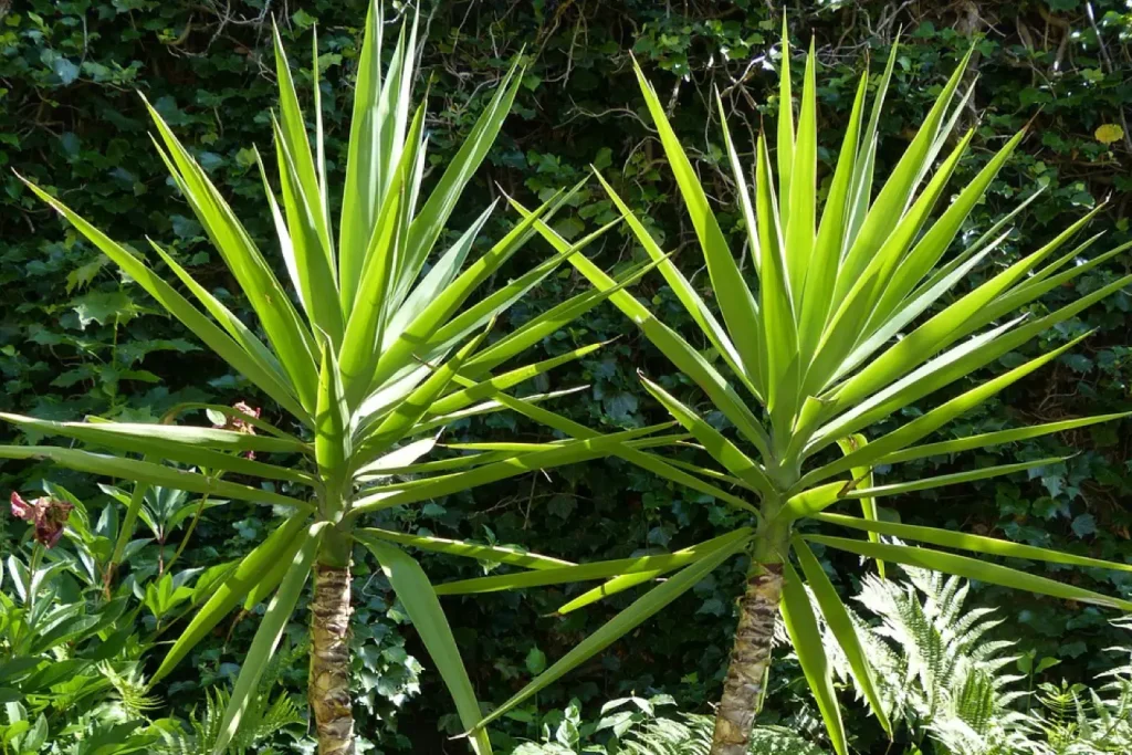 Yucca