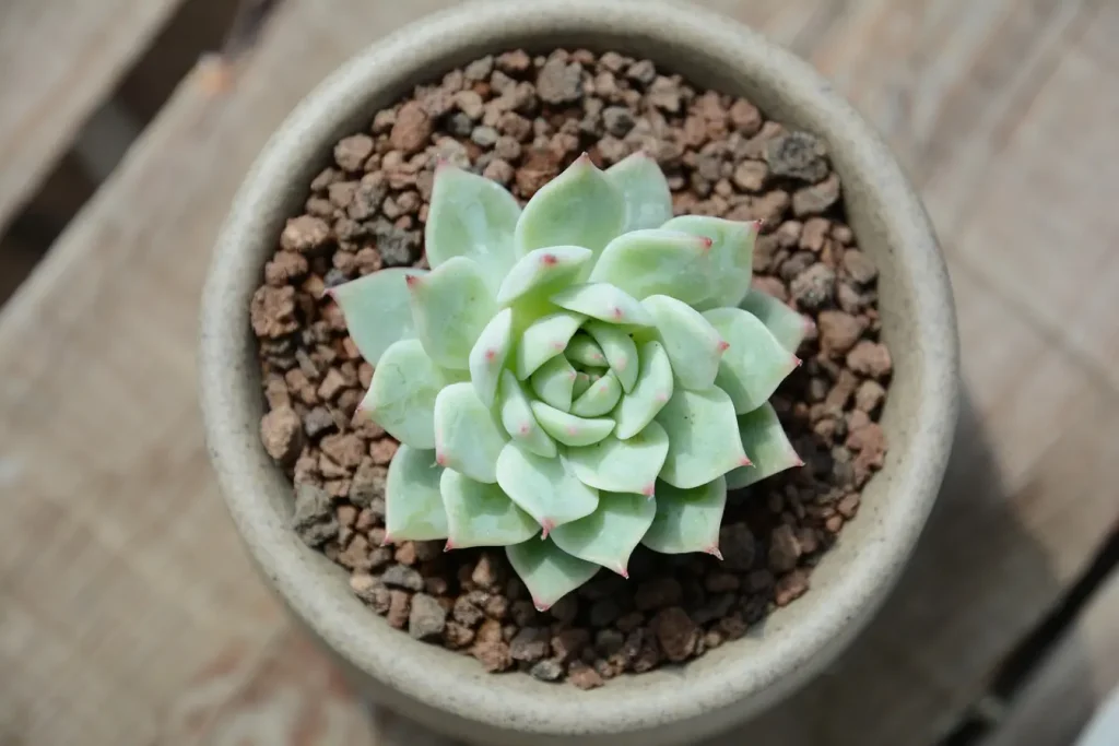 Echeveria