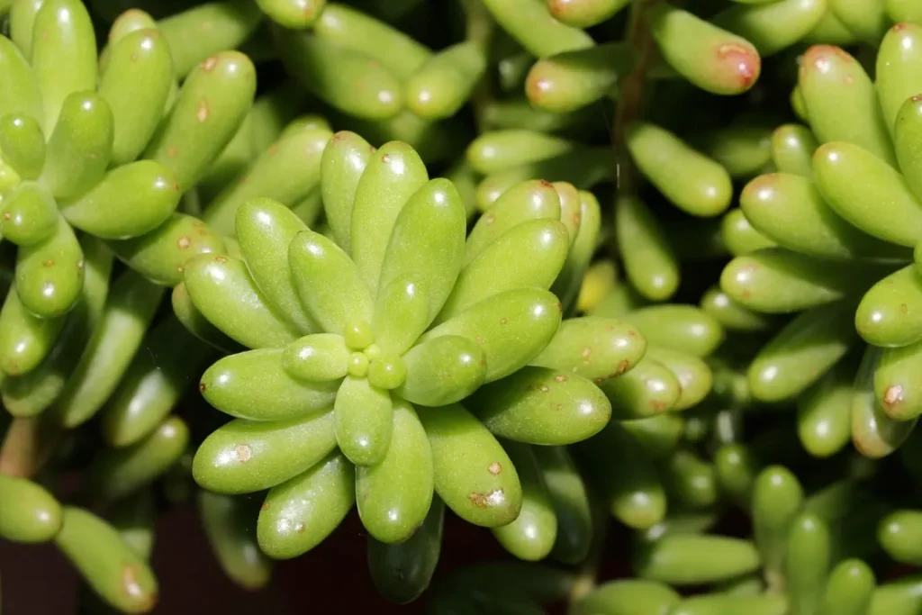 Sedum Morganianum