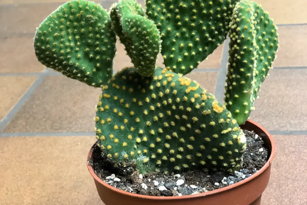 Opuntia