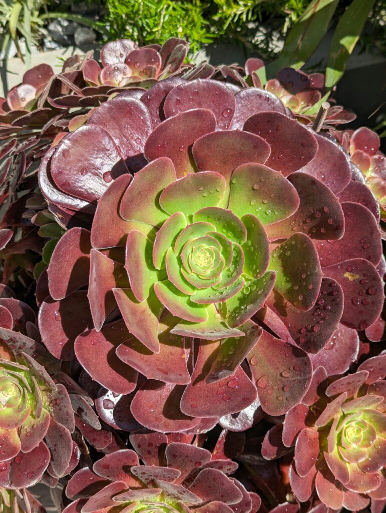 Aeonium arboreum