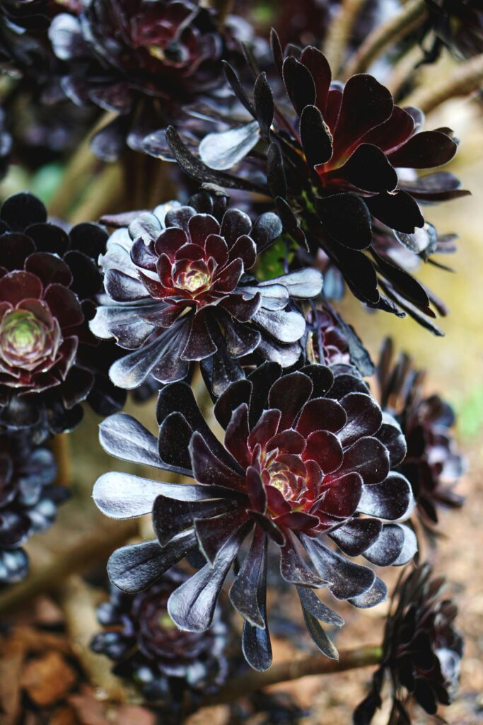 Aeonium Arboreum