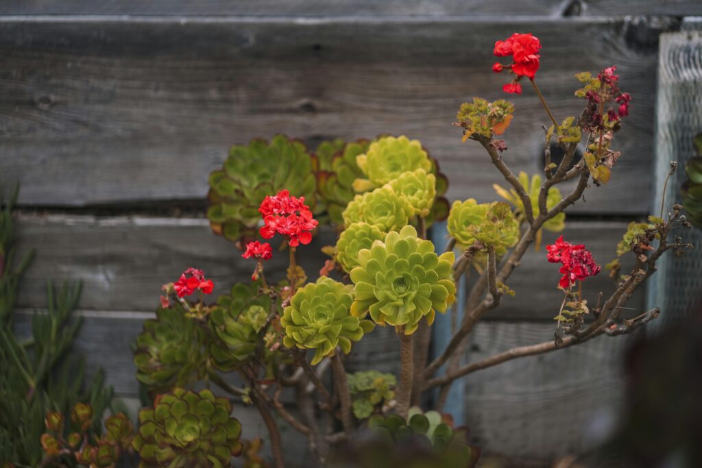 Aeonium Arboreum mit Blüte