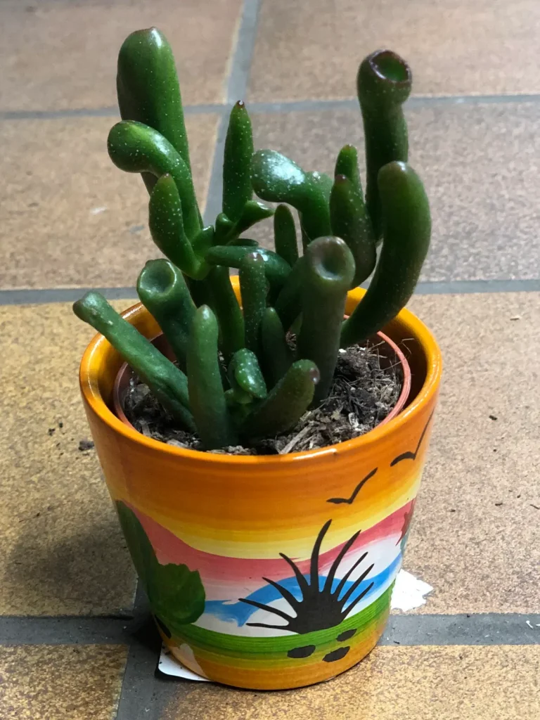 Crassula