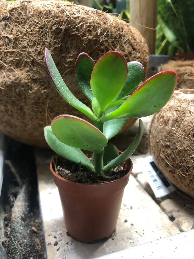 Crassula Ovata