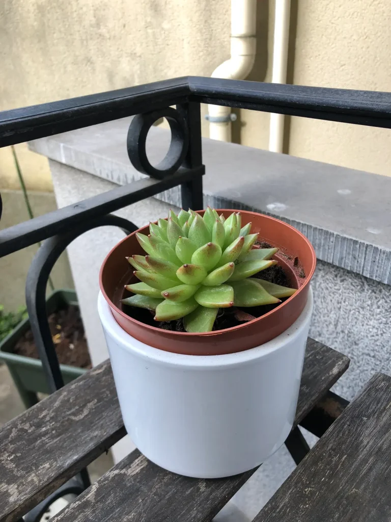 Echeveria Balkon