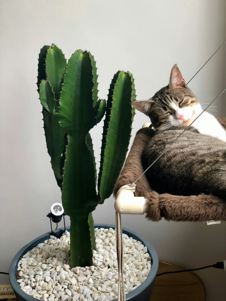 Euphorbia Katze