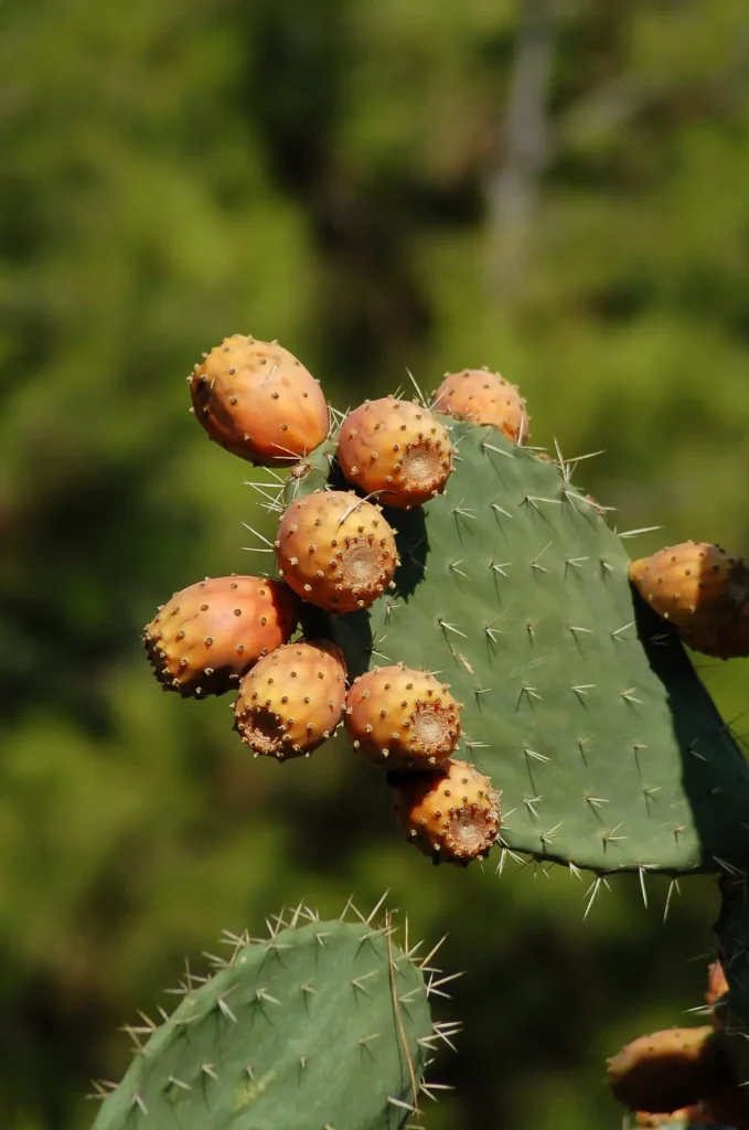 Opuntia